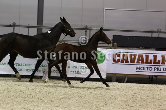 PAN CARRE_MILANO_2010_SS3_8370.jpg